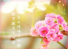 暖妳流年 江湖自命名花